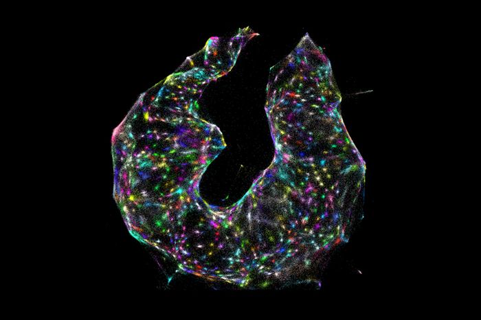 Inferred large-scale DNA microscopy image Inferred large-scale DNA microscopy image
